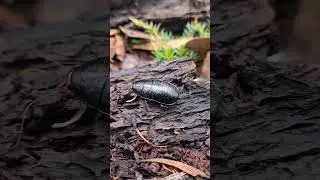 Australian Cockroach | Wood-eating Cockroach #cockroach #insects #nature #animals #Australia