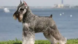 Standard Schnauzer - mid-size dog breed