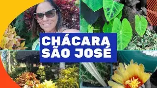 ACHADINHO PAPO DE PERU COM FLORA&Ccedil;&Atilde;O 