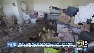 MCSO seize nearly 100 animals from  puppy mill in Wittmann