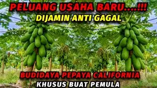 Cara menanam pepaya dari awal tanam sampai panen || Pemupukan dan pemeliharaan