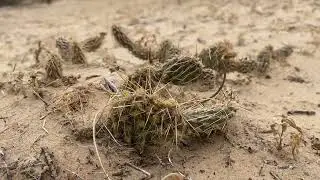Opuntia arenaria en Samalayuca, Chihuahua.