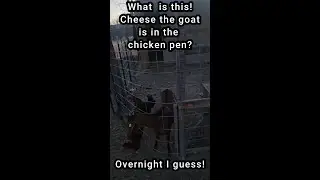 How in the world did the goat get in the chicken pen last night? #ourlittletexasranch #farm #chicken