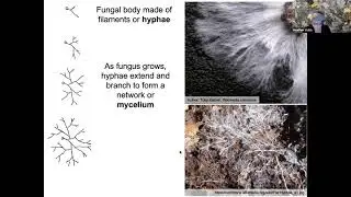 Fungi in the Environment: from decomposition to the &ldquo;wood-wide web&rdquo; with Dr. Heather Addy