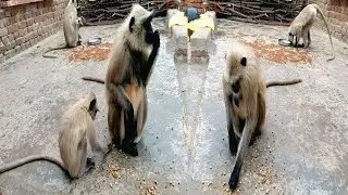 भूखे लंगूरों को चने खिलाए | Feeding Hungry Monkeys on Roof | Feeding Monkeys | Feeding Hungry Monkey