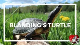 Blanding's Turtle Basking: Wild at Heart
