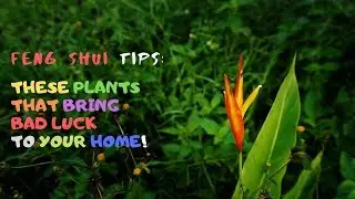 Feng Shui Tips: These Unlucky Plants That Bring Bad Luck To Your Home!