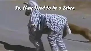 Lions attack fake Zebra | Two man trying Zebra costume.