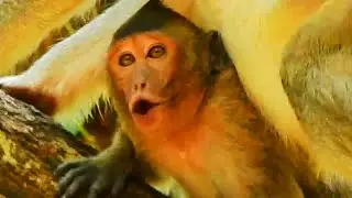 A SMALL POOR MONKEY CRYING SO MUCH COS OF MOM NOT GIVE MILK.