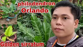 Golden Sirratum /Red Emerald /Green Dragon /Orlando philodendron & Anthurium Variegated !!!