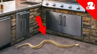 Rattlesnake Refuses To Leave BBQ Island