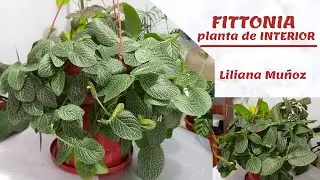 FITTONIA-planta de INTERIOR / Liliana Muñoz