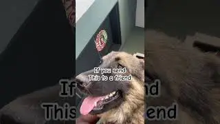 Did You Know? 🐕 (Wait for the end!) #dogshorts #funny #cute #relatable #pets #besties #puppy #dogs