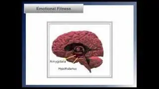 Emotional Fitness | Shawn Stevenson