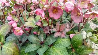 Helleborus Frostkiss&reg; Penny's Pink