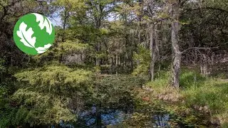 Hope for Honey Creek