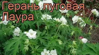 Герань луговая Лаура (geranium pratense laura) 🌿 герань Лаура обзор: как сажать саженцы герани Лаура