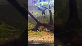 #aquarium #planetaquarium #aquarismo #fish #aquascapegallery #aquascapelowtech #lebiste #guppy