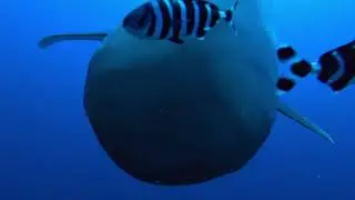 dancing with the shark