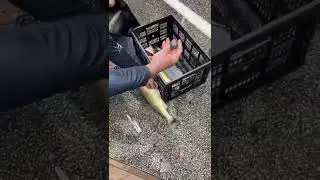 lake erie walleye cheaters getting caught red handed!