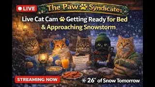 Live Cat Cam 🐾 Paw Syndicate Getting Ready for Bed | Cozy Winter Night