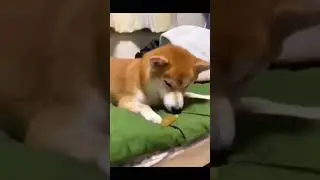Funny dogs and cats video 🐱🐶 Part21 -  Funny animals #cats  #dogs  #funnyanimals