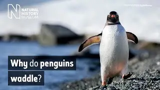 Why do penguins waddle? | Natural History Museum