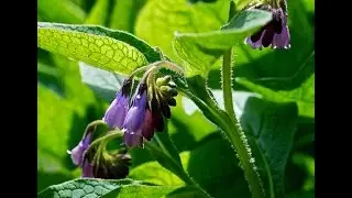 Comfrey The most useful plant you can grow