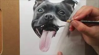 Staffordshire Bull Terrier Drawing in Colour Pencils | Pet Portrait