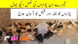 3rd Day Chicks Care | Diseases, Fever, Constipation & Growth Tips | Poultry Farming Guide 2025