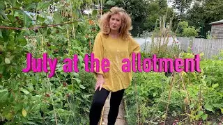 What's happening at the allotment this July?