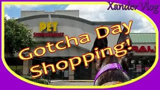 Retired racer Xander's 2nd GOTCHA day celebration! | Life with a retired racing Greyhound