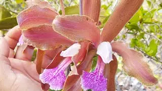 Paraiso das orquídeas cattleyas granulosas