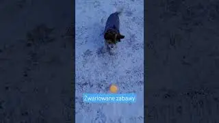 zwariowane zabawy