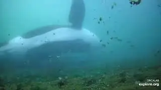 Orca Cam   Strider Rubbing Beach Underwater Camera   Explore org   Google Chrome 2024 09 01 00 03 39