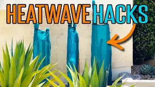 Heatwave Hacks | Tips for Keeping Your Plants Alive