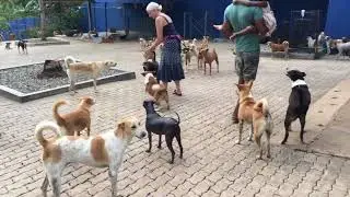 Vacation spent with SOS Animal Sri Lanka