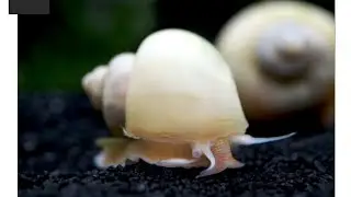 Quick Fish Tips: Mystery Snail Guide