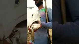 #shorts #surfcasting video at Mubarak Village Beach #fishingvideo #karachifishing #youtubeshorts