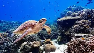 Relax with a sea turtle【Healing music】Расслабьтесь с морской черепахой【Лечебная музыка】ウミガメと一緒【癒し時間】