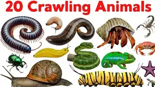 20 Crawling Animals Name for Kids | Learn Crawling Animals in English with Pictures and Sounds