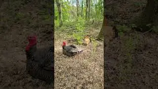 Turkey parade in the forest 🦃 #animals #nature #anu_gaia #turkey #forest #funny
