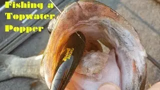 Fishing a Topwater Popper for Bass