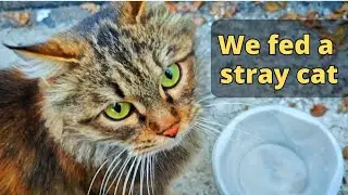 Kind People Feed a Hungry Stray Cat | Emotional Rescue Moment
