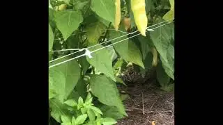Sugar Rush Peach Peppers grown in living soil.