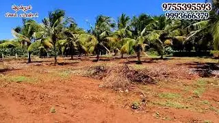 #தென்காசி |#பண்பொழி அருகில் சென்ட் 1 லட்சத்தில் 25 சென்ட் செழிப்பான அழகான தோட்டம் விற்பனைக்கு 🐄🐏🌴🌳