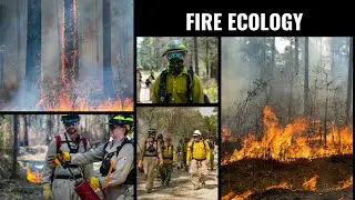 Eco Bites &ndash; Episode 14 &ndash; Fire Ecology