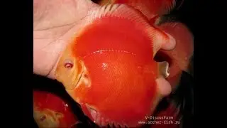 Дисусы от V-DiscusFarm by www.archer-fish.ru
