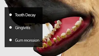 Professional Veterinary Dental Animation | High-Quality 3D Medical Visualization