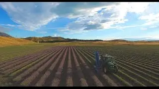 NEW ZEALAND ALPINE LAVENDER HARVEST 2015